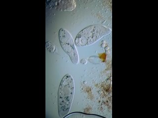 ciliates from infusum